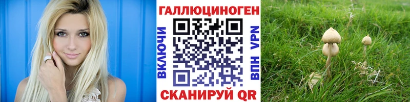 Купить где  Новая Ладога  Псилоцибиновые грибы Psilocybe 